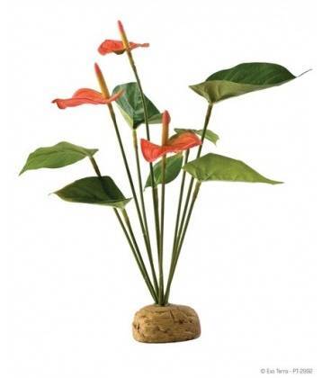 Planta Arbusto Anthurium EXOTERRA