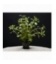 LUDWIGIA PALUSTRIS GREEN