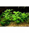 LUDWIGIA PALUSTRIS GREEN