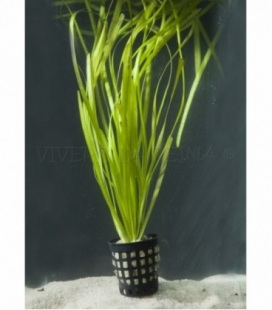 VALLISNERIA SPIRALIS