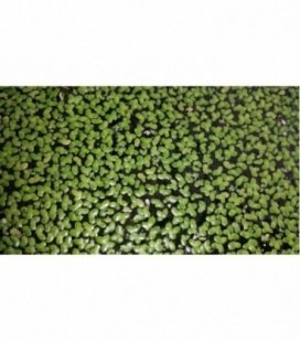 LEMNA MINOR LENTEJA DE AGUA (GRAN PORCIÓN)