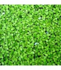 LEMNA MINOR LENTEJA DE AGUA (GRAN PORCIÓN)