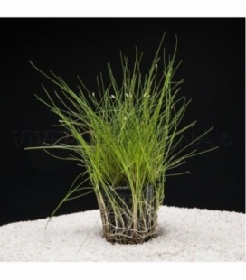 ELEOCHARIS PARVULA