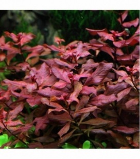 LUDWIGIA PALUSTRIS RED