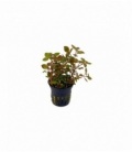 LUDWIGIA PALUSTRIS RED