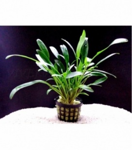 CRYPTOCORYNE NEVILLI