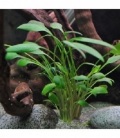 CRYPTOCORYNE NEVILLI