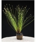 ELEOCHARIS ACICULARIS