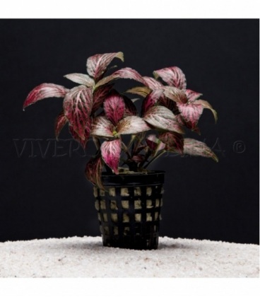 FITTONIA FORREST FLAME