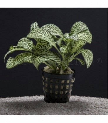 FITTONIA ARGYRONEURA WHITE