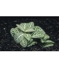 FITTONIA ARGYRONEURA WHITE