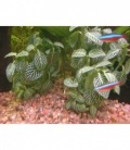 FITTONIA ARGYRONEURA WHITE