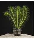 MYRIOPHYLLUM PROPIQUUM
