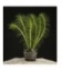 MYRIOPHYLLUM PROPIQUUM