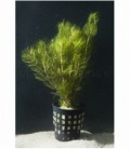 MYRIOPHYLLUM SPICATUM