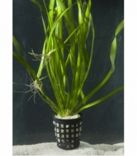 VALLISNERIA RETROSPIRALIS