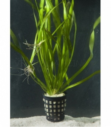 VALLISNERIA RETROSPIRALIS