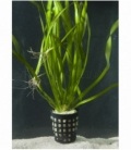 VALLISNERIA RETROSPIRALIS