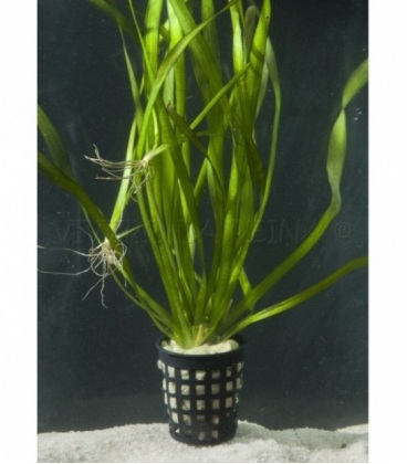 VALLISNERIA ASIATICA