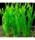 VALLISNERIA ASIATICA