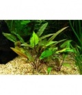 CRYPTOCORYNE UNDULATA