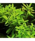 HYGROPHILA POLYSPERMA