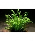 LILAEOPSIS CAROLINENSIS