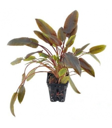 CRYPTOCORYNE WENDTII RED