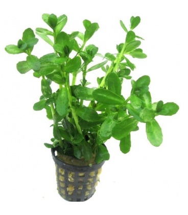 BACOPA MADAGASCARIENSIS