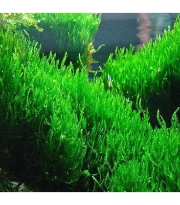 MUSGO FLAME MOSS (Taxiphyllum flame)