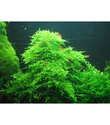 MUSGO TAIWAN MOSS (Taxiphyllum alternans)