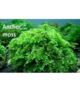 Musgo Ancla - Anchor Moss (Vesicularia anchori)