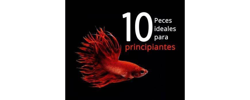 10 Peces para principiantes