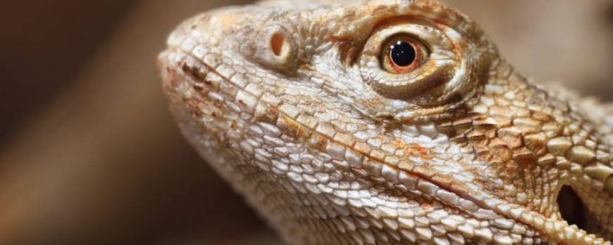 Consecuencias de la falta de calor para reptiles en invierno