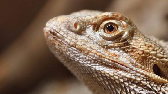 Consecuencias de la falta de calor para reptiles en invierno