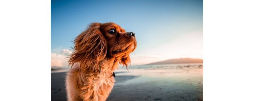 Imprescindibles para un día de playa con tu perro