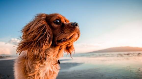 Imprescindibles para un día de playa con tu perro