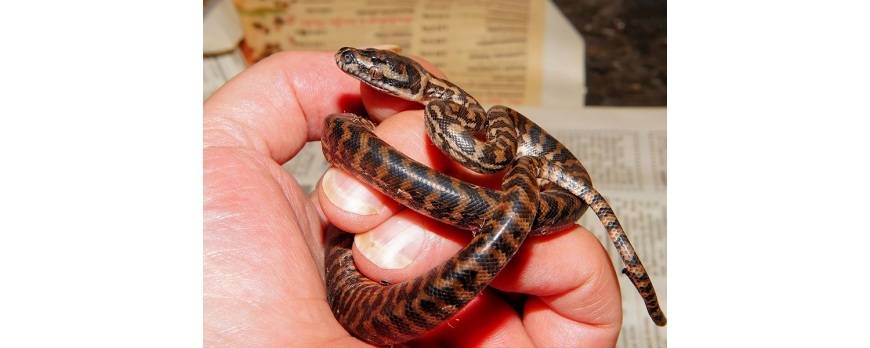 Cuidados que necesita una serpiente como animal de compañía