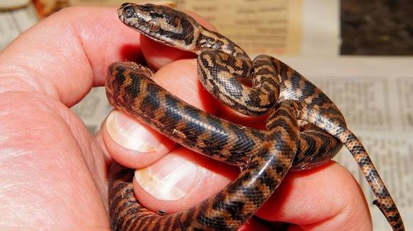 Cuidados que necesita una serpiente como animal de compañía